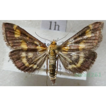 Pyrausta purpuralis (Linnaeus, 1758) Płomienka purpurowa Czech1h